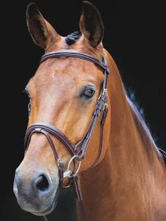 Salisbury Bodenham Bridle - Australian Nut Brown- Was €72