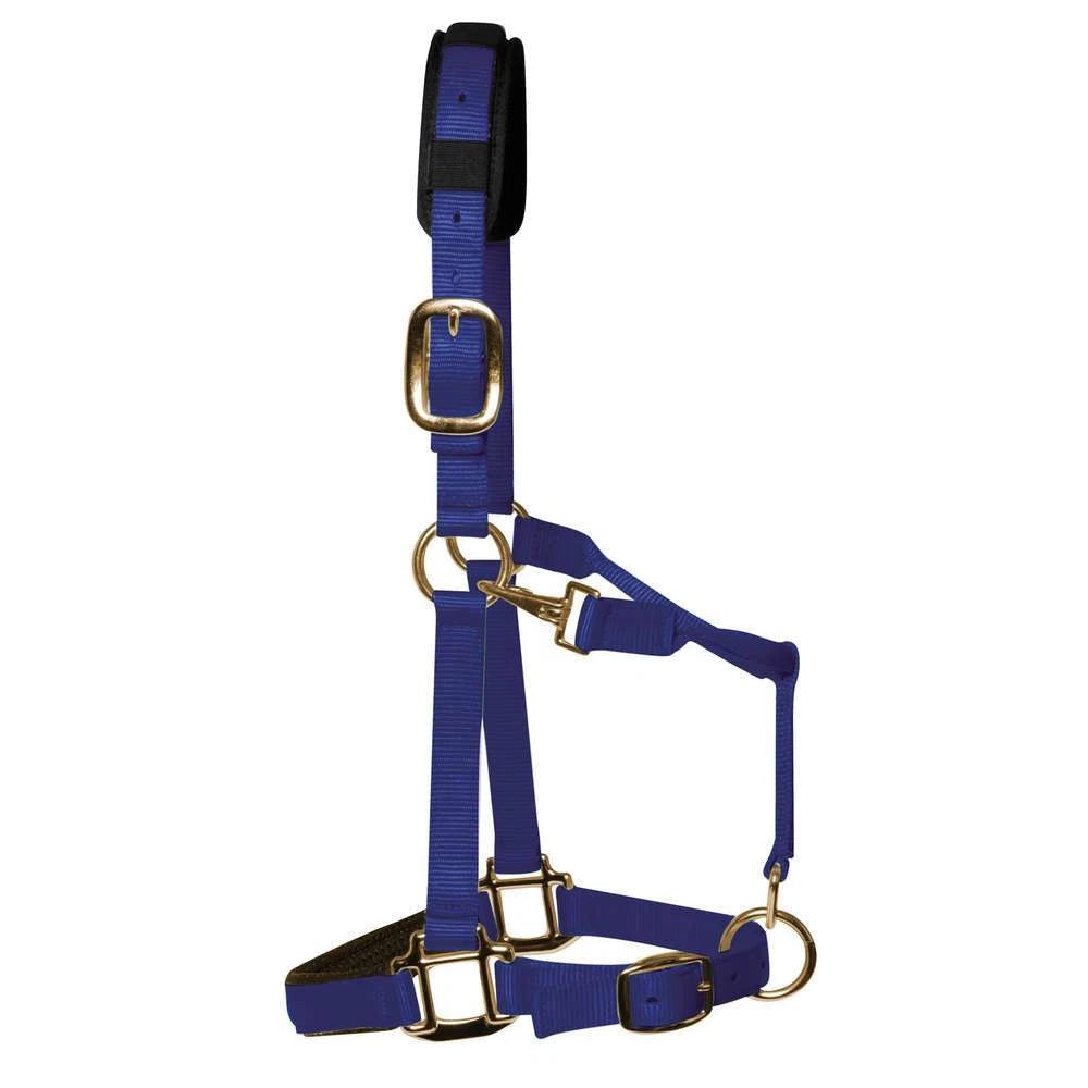 KM Elite Padded Headcollar- Royal Blue