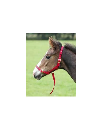 Nylon Foal Slip