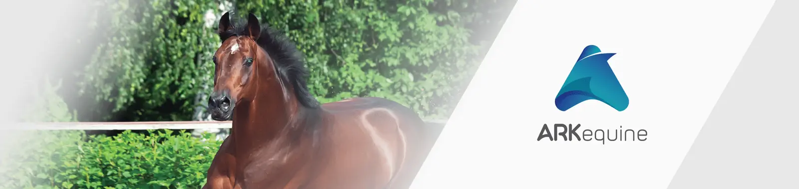 Derbymed Dermacam formally SCP Spray 200ml (wound and skin Spray)