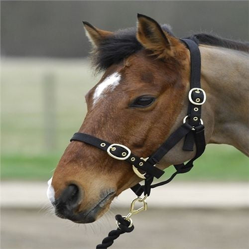 Turfmaster Headcollars- Weanling
