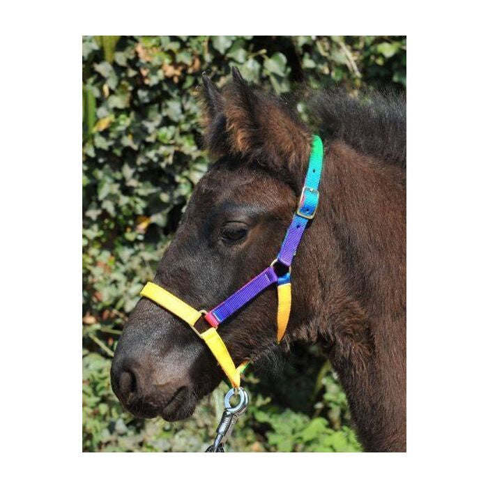 HKM Headcollar- Multicolour- Shetland Pony Size
