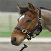 Turfmaster Headcollars- Yearling