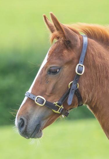 Equisential Leather Headcollar - Brown