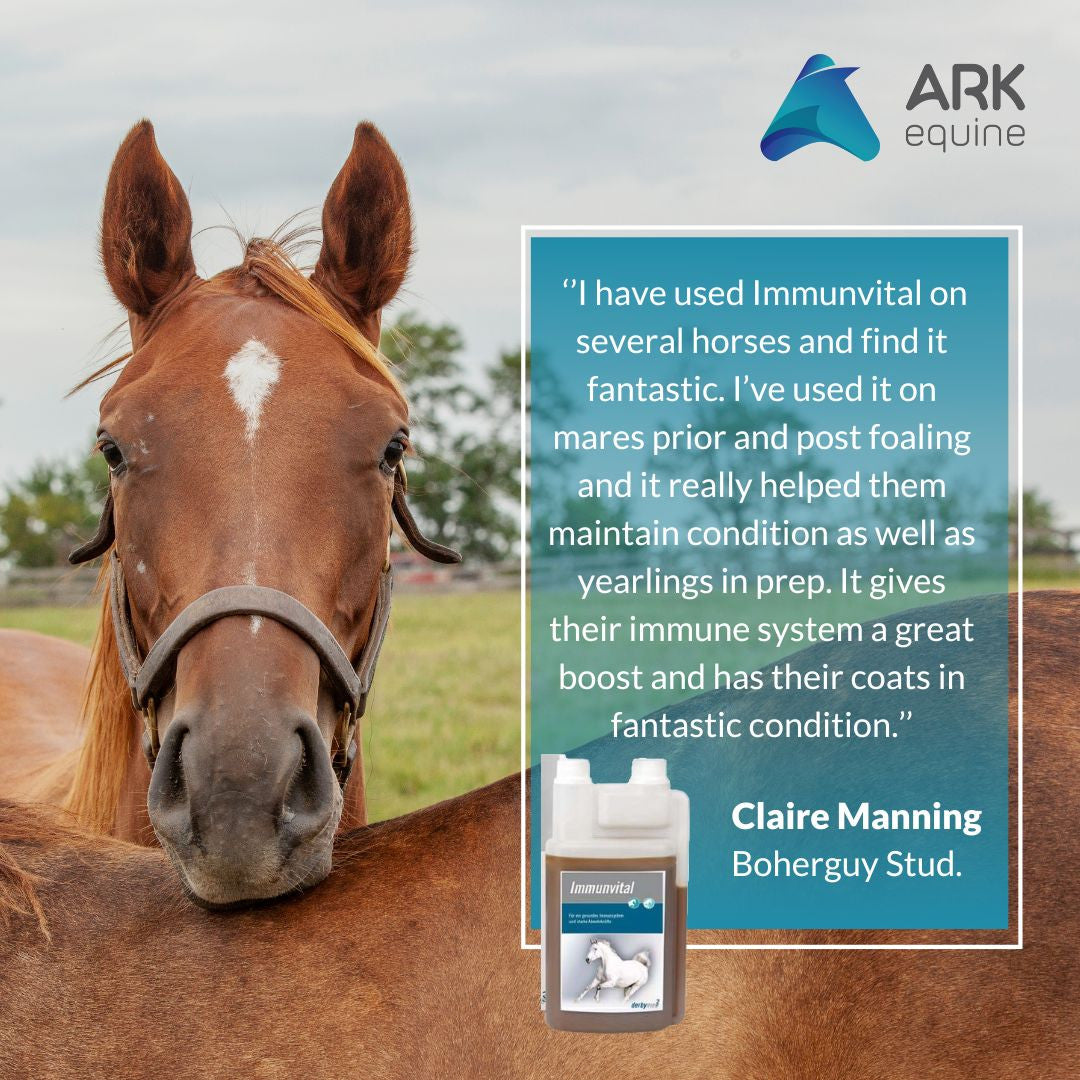 Derbymed (Germany) Immunvital 500ml