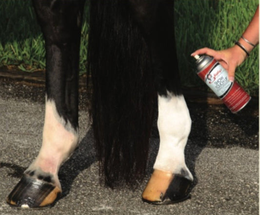 Shapley's Show Touch Up Colour Enhancer- Dark Brown