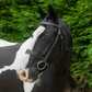 Ecorider Classic Show Bridle