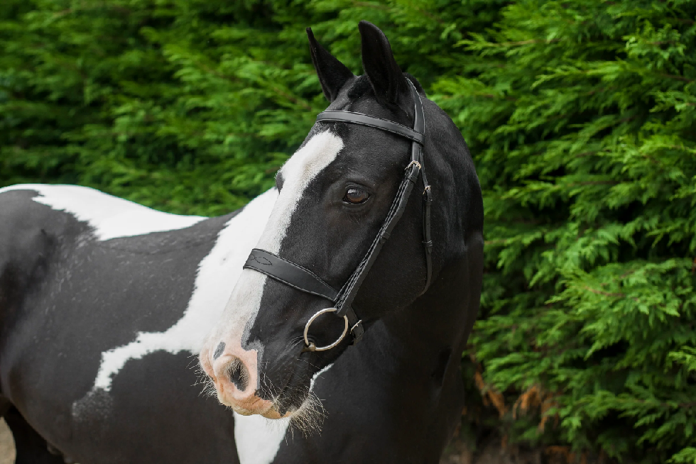 Ecorider Classic Show Bridle
