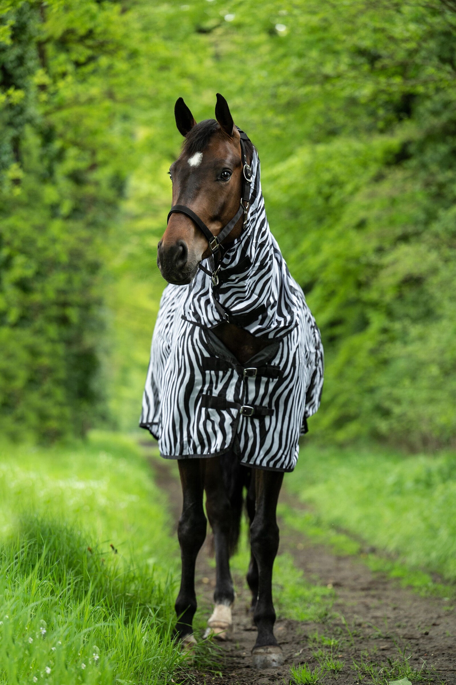 HKM Zebra Fly Rug With Neck