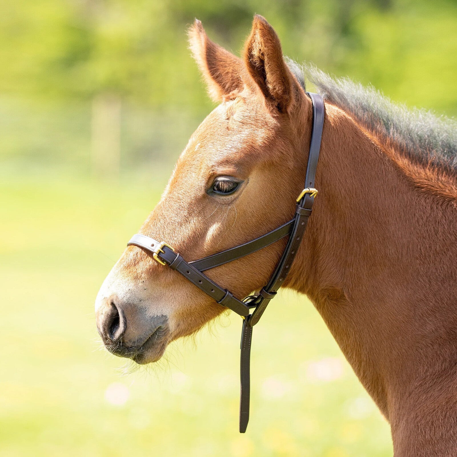 Shires Velociti Gara Leather Foal Slip- Havana