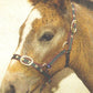 Turfmasters Nylon Headcollar - Foal