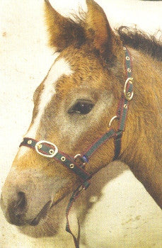 Turfmasters Nylon Headcollar - Foal