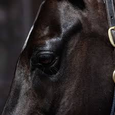 Smart Grooming Equine Make Up- Black